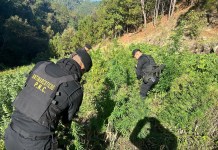 Antinarcóticos erradican presuntos cultivos de marihuana y coca en Petén y San Marcos