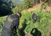 Antinarcóticos erradican presuntos cultivos de marihuana y coca en Petén y San Marcos