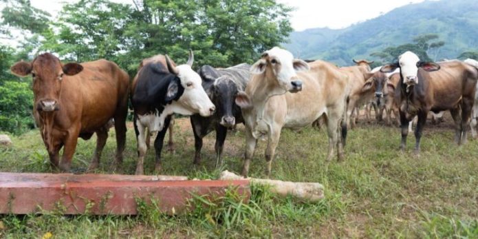 Gusano Barrenador: Maga inspecciona más de 22 mil animales en puestos de control