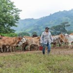 Los Ministerios de Salud Pública y Agricultura deben reforzar medidas para evitar la propagación del gusano barrenador. Foto: MAGA