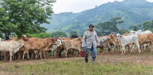 Los Ministerios de Salud Pública y Agricultura deben reforzar medidas para evitar la propagación del gusano barrenador. Foto: MAGA
