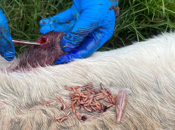 Gusano Barrenador: Maga inspecciona más de 22 mil animales en puestos de control