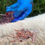 Gusano Barrenador: Maga inspecciona más de 22 mil animales en puestos de control