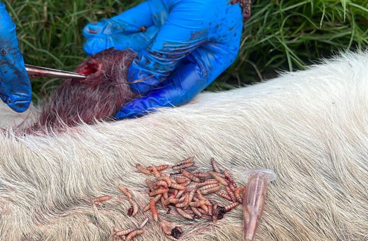 Gusano Barrenador: Maga inspecciona más de 22 mil animales en puestos de control