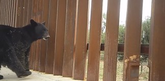 El muro de Trump impide el cruce de un oso en la frontera de México y EE.UU. Foto: Frontiers / La Hora