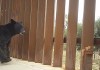 El muro de Trump impide el cruce de un oso en la frontera de México y EE.UU. Foto: Frontiers / La Hora