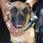 MAGA rescata a un perro en condiciones inadecuadas en Villa Nueva