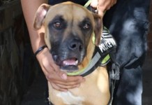 MAGA rescata a un perro en condiciones inadecuadas en Villa Nueva MAGA rescata a un perro en condiciones inadecuadas en Villa Nueva