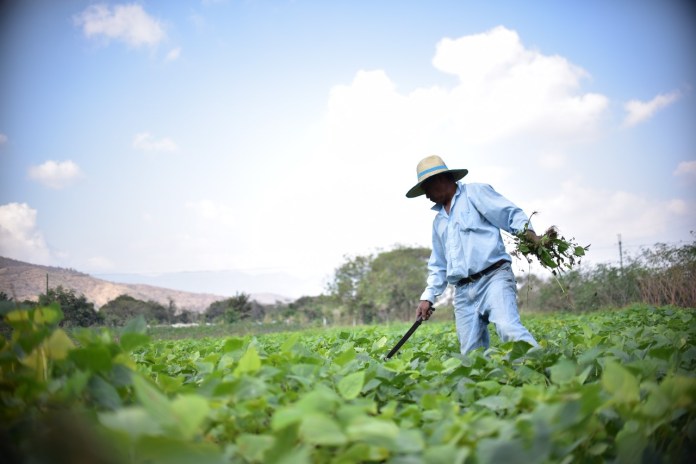 Estos son los agricultores que pueden optar al beneficio del Crédito Tob’anik