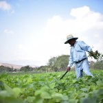 Estos son los agricultores que pueden optar al beneficio del Crédito Tob’anik