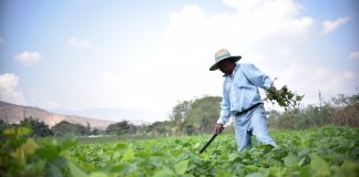 Estos son los agricultores que pueden optar al beneficio del Crédito Tob’anik