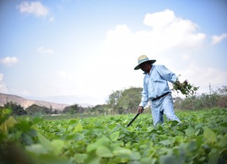 Estos son los agricultores que pueden optar al beneficio del Crédito Tob’anik