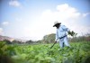 Estos son los agricultores que pueden optar al beneficio del Crédito Tob’anik