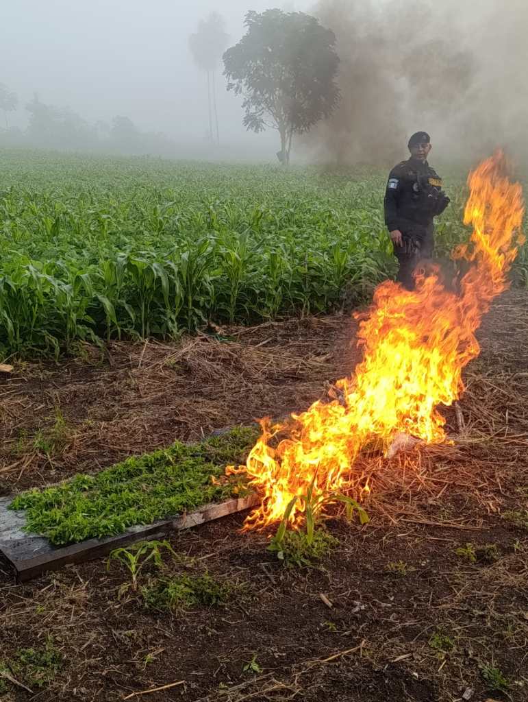 Quema de marihuana por parte de la PNC en Las Cruces, Petén. Foto La Hora: PNC