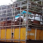 Las autoridades de Nicaragua informaron este miércoles que han detectado 30 casos del gusano barrenador en humanos en el país
