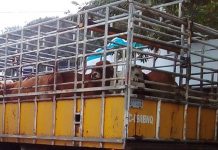 Las autoridades de Nicaragua informaron este miércoles que han detectado 30 casos del gusano barrenador en humanos en el país