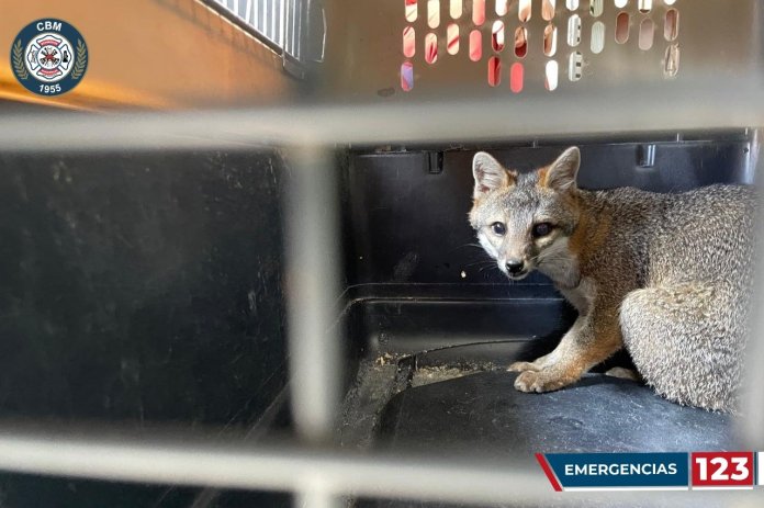 Rescatan a un zorro gris en la avenida Reforma de la zona 10 capitalina