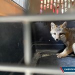 Rescatan a un zorro gris en la avenida Reforma de la zona 10 capitalina