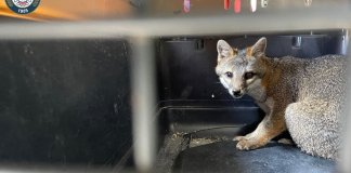 Rescatan a un zorro gris en la avenida Reforma de la zona 10 capitalina