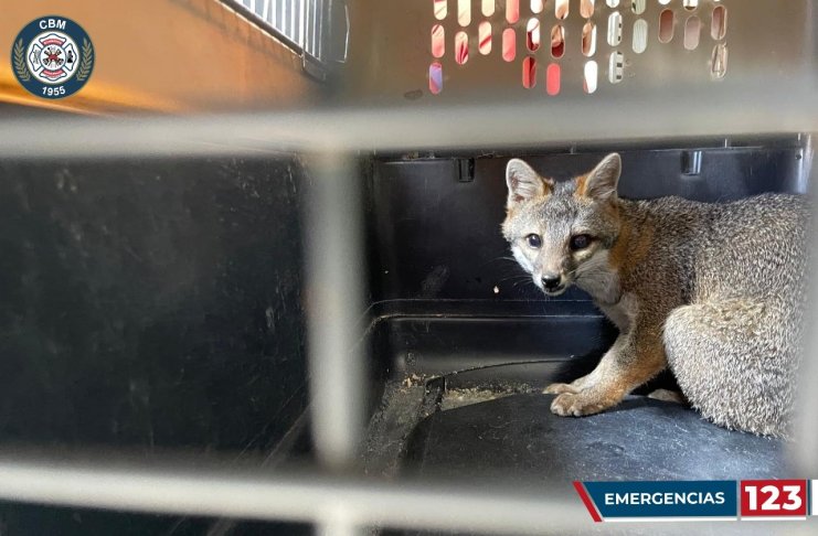 Rescatan a un zorro gris en la avenida Reforma de la zona 10 capitalina