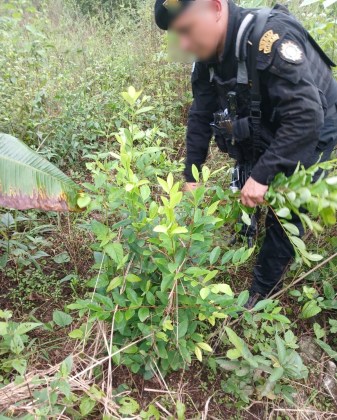 Antinarcóticos erradican presuntos cultivos de marihuana y coca en Petén y San Marcos