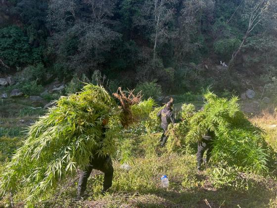 Antinarcóticos erradican presuntos cultivos de marihuana y coca en Petén y San Marcos