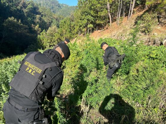 Antinarcóticos erradican presuntos cultivos de marihuana y coca en Petén y San Marcos