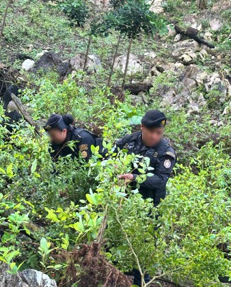 Antinarcóticos erradican presuntos cultivos de marihuana y coca en Petén y San Marcos