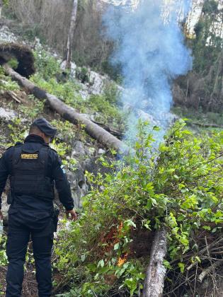 Antinarcóticos erradican presuntos cultivos de marihuana y coca en Petén y San Marcos