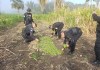 Quema de marihuana por parte de la PNC en Las Cruces, Petén. Foto La Hora: PNC