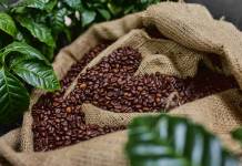 El cultivo de café se incluye en una nueva categoría, según la Dirección de Información Geográfica, Estratégica y Gestión de Riesgos del MAGA. Foto: Envato_ Por Gerain0812