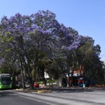 Jacarandas