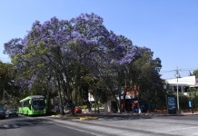 Jacarandas