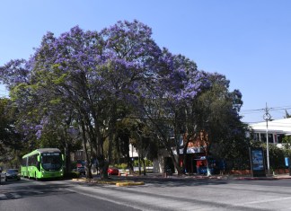 Jacarandas