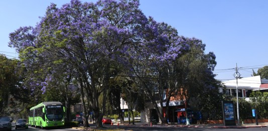 Jacarandas