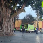 Varias ramas del árbol de los lamentos cayeron el pasado 10 de febrero. Foto: Alcaldía Auxiliar zona 3 / La Hora