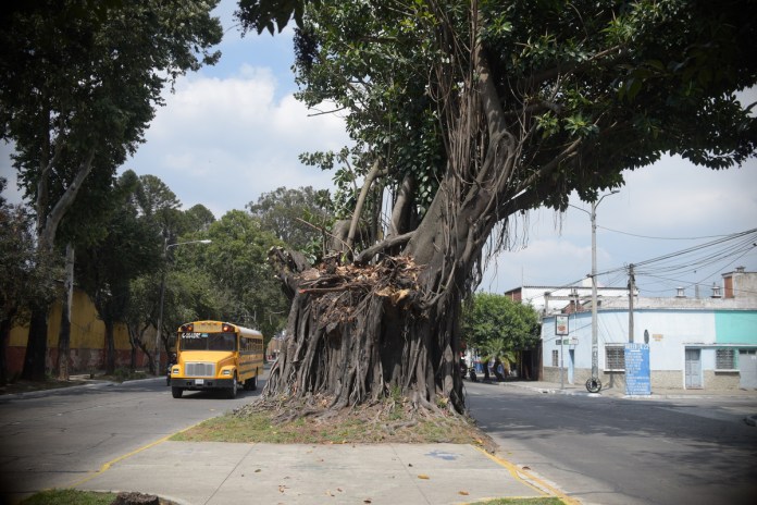 Árbol de los lamentos z3