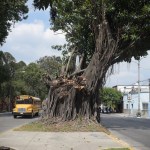Árbol de los lamentos z3