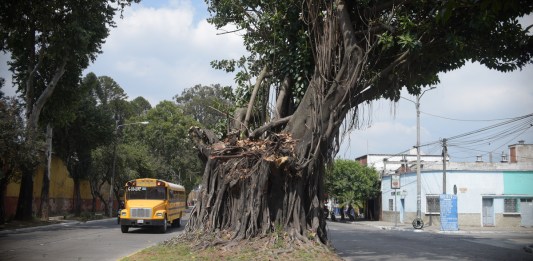 Árbol de los lamentos z3