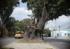 Árbol de los lamentos z3