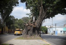 Árbol de los Lamentos: experto explica qué es la sobremadurez y cómo se identifica Árbol de los lamentos z3