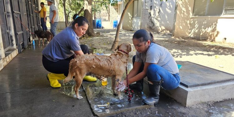 Así es el cuidado y rehabilitación de perros decomisados por el MAGA