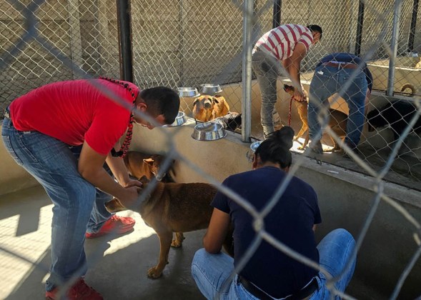 Así es el cuidado y rehabilitación de perros decomisados por el MAGA