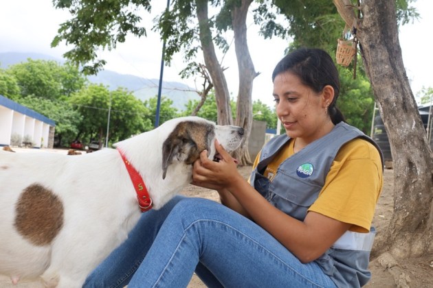 Así es el cuidado y rehabilitación de perros decomisados por el MAGA