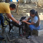 Así es el cuidado y rehabilitación de perros decomisados por el MAGA