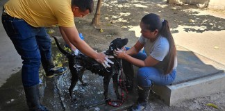 Así es el cuidado y rehabilitación de perros decomisados por el MAGA