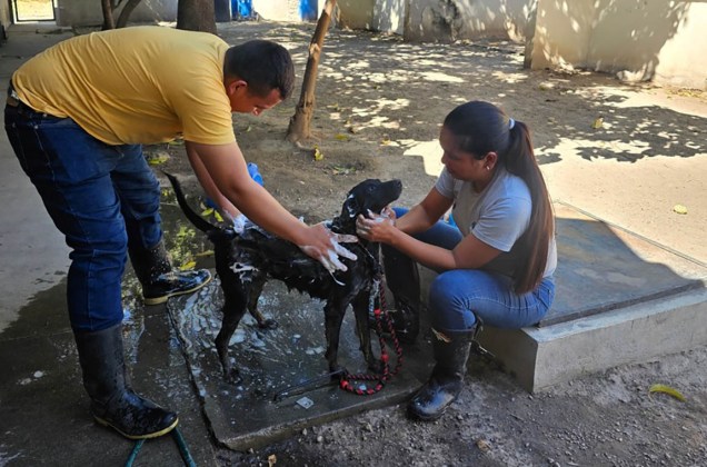 Así es el cuidado y rehabilitación de perros decomisados por el MAGA