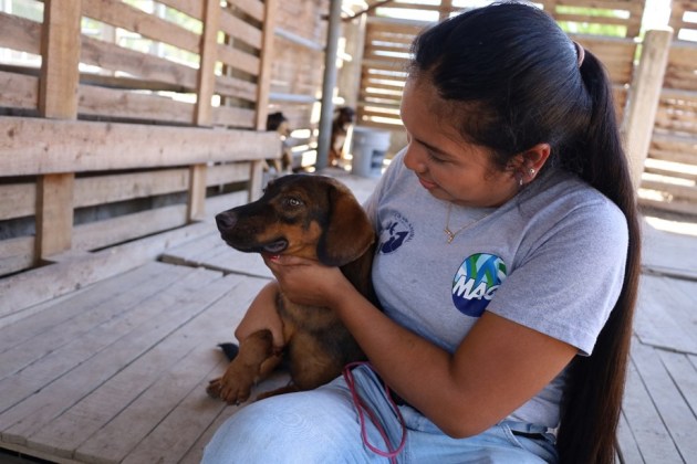 Así es el cuidado y rehabilitación de perros decomisados por el MAGA