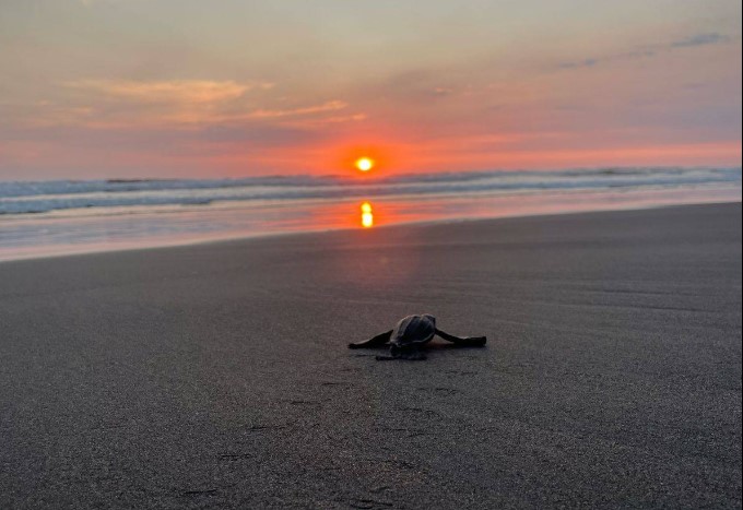 CONAP libera a 26 neonatos de tortugas baula en playa Tulate de Retalhuleu