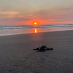 CONAP libera a 26 neonatos de tortugas baula en playa Tulate de Retalhuleu